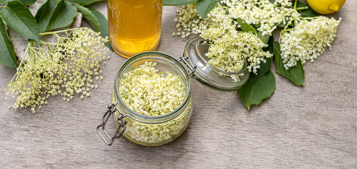 Elderberry Elixir Recipe from the Apothecary Garden – Mother Earth News - Vimarsana News